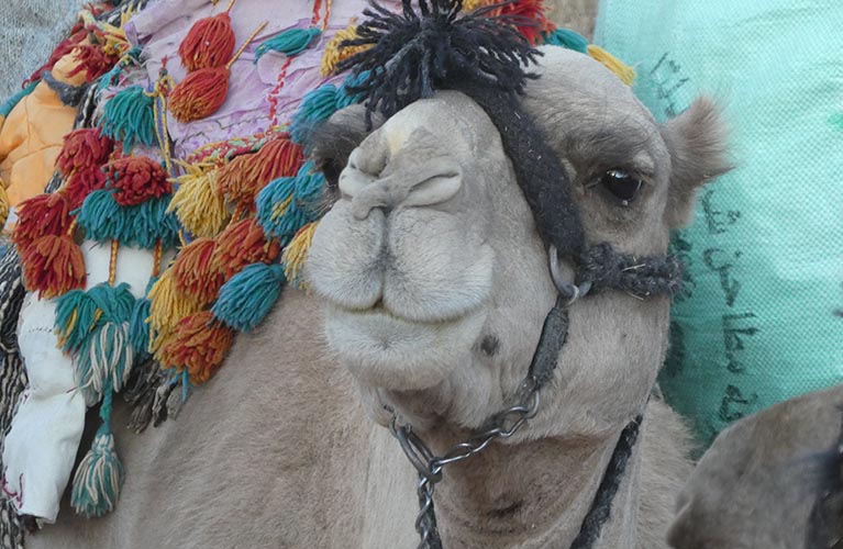 Sinai Dam Camel